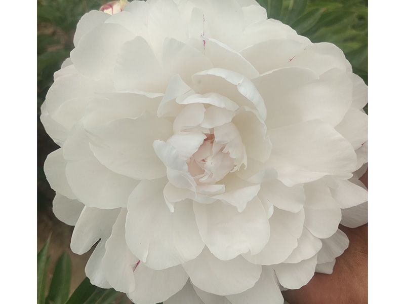 觀(guān)賞芍藥