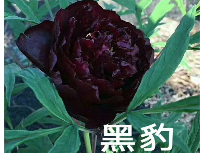 戳我试试